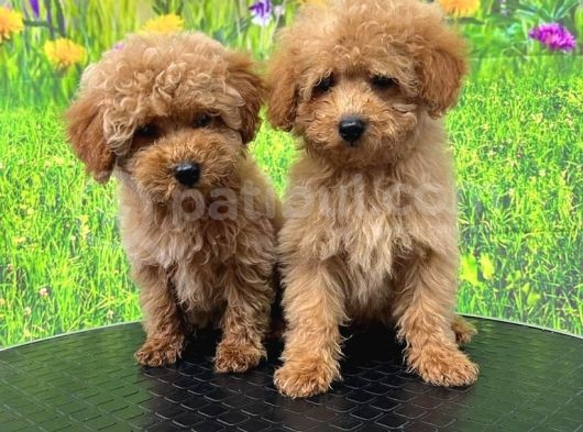 Toy Poodle Yavrular
